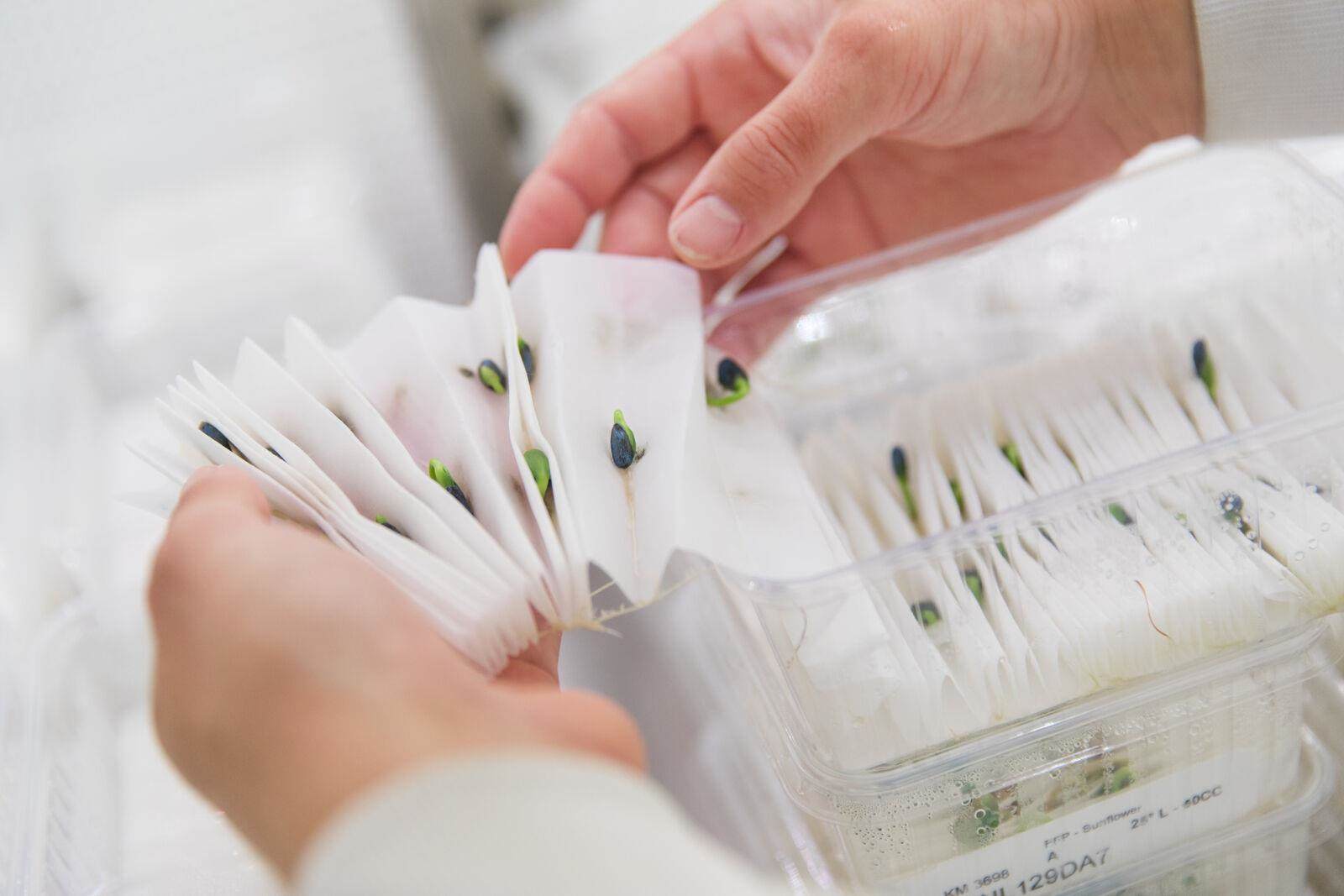 sustainable innovation plants in a lab