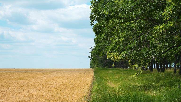 farmers field