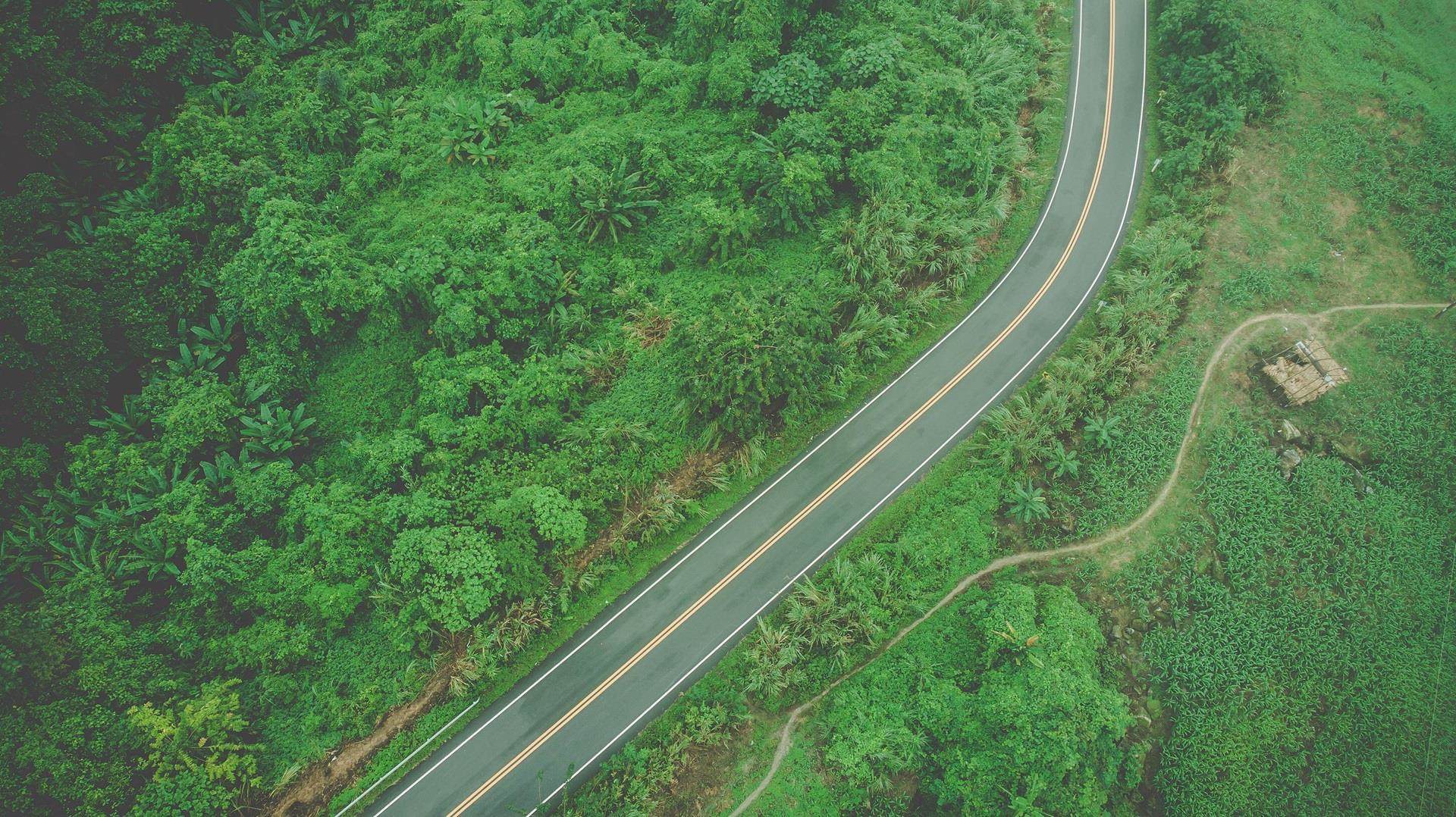 rainforest