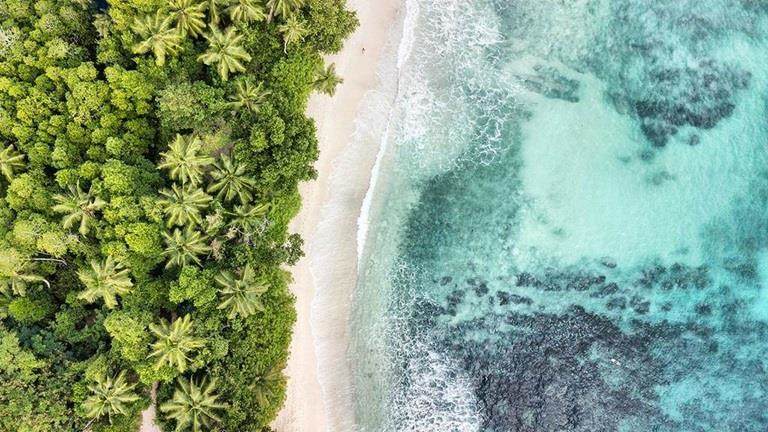 Aerial biodiverse tropical canopy and shoreline