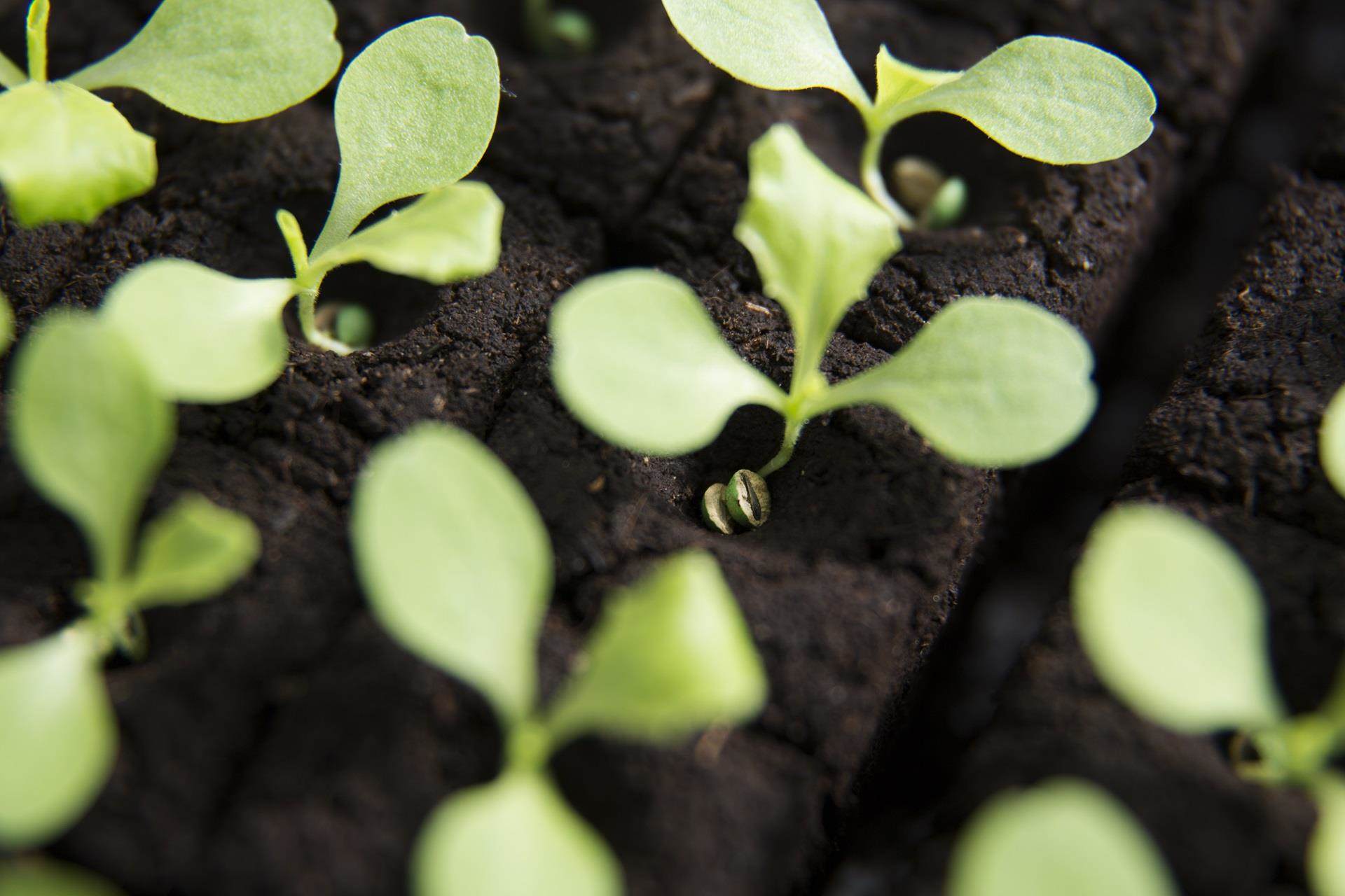 Enhanced seeds germinating