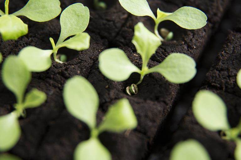 強化された種子の発芽
