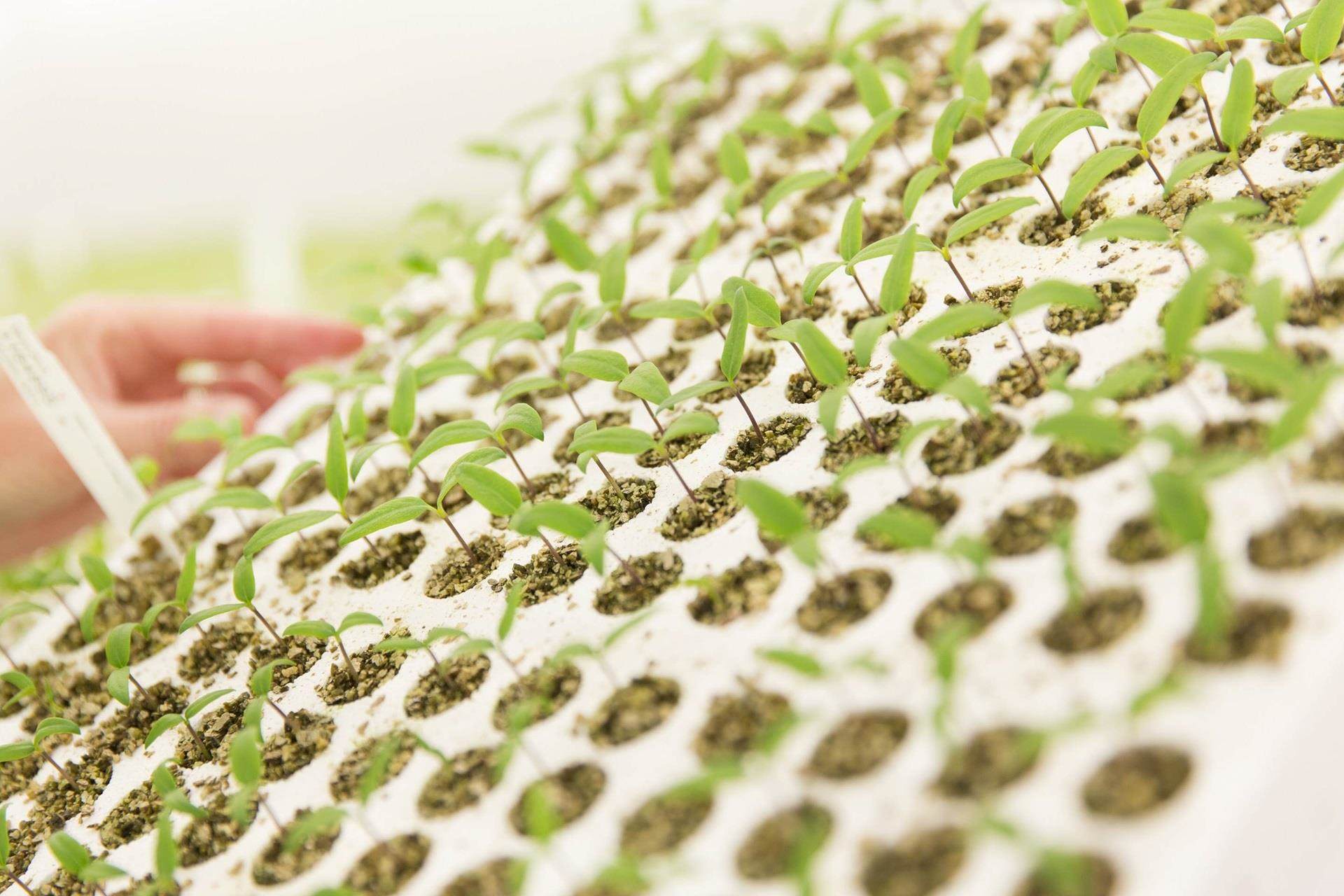 seedlings in cells